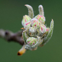 Nahaufnahme von geschlossenen Blüten / Knospe eines Birnbaumes, Pyrus.