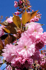 Blühende Japanische Zierkirsche / Japanische Blütenkirsche, Prunus serrulata.