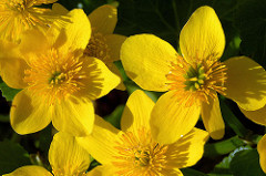 Blüten der Sumpfdotterblume / Caltha palustris.