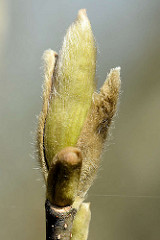 Blütenknospe der Magnolie  (Magnolia),  nach dem französischen Botaniker Pierre Magnol benannt; Ziergehölz.
