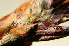 Detail einer Blattknospe der Blutbuche / Fagus sylvatica f. purpurea auch Purpurbuche gennannt.