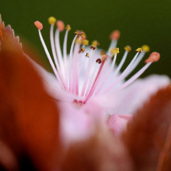 Blüte / Staubgefässe der Blutpflaume / Kirschpflaume (Prunus cerasifera)