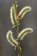 Macro von Blüten einer Purpur-Weide, Salix purpurea; wertvolle Weide für Wildbienen; purpurfarber Staubbeutel.