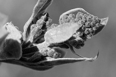Knospe vom Gemeinen Flieder (Syringa-vulgaris-Hybride) - Macrofotografie in Schwarz Weiss.