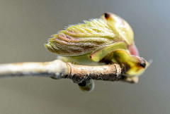 Blattknospe vom Haselnussstrauch - Gemeine Hasel, Corylus avellana; erreicht eine Höhe von ca. 6 m.