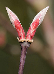 Blattknospen eines Japanischen Zierahorns / Edelahorn, Acer.