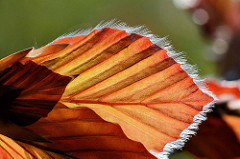Junge Blätter einer Blutbuche / Fagus sylvatica f. purpurea auch Purpurbuche genannt - Macrofotografie / Gegenlicht.