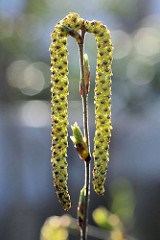 Blüten / Kätzchen einer Birke / Betula; Macro Gegenlichtaufnahme.