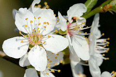 Weisse Blüten eines Pflaumenbaumes / Prunus domestica.