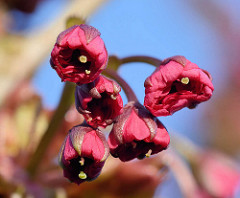 Blüten einer Japanischen Zierkirsche / Japanische Blütenkirsche, Prunus serrulata.