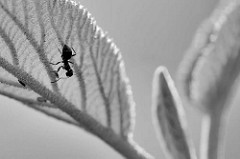 Junge Blätter eines Haselnussstrauchs - Gemeine Hasel, Corylus avellana; erreicht eine Höhe von ca. 6 m. Gegenlichtaufnahme in Schwarz Weiss; Blattadern - Ameise.