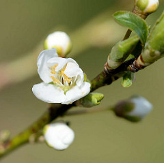 Blüte, Knospen von einem Pflaumenbaum - Macrofotografie im Frühling.