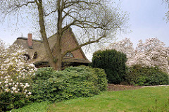 Blühende Magnonlien - Reetdachhaus, Steinberg in Wedel.