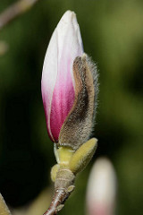 Knospe einer Magnolienblüte im Hamburger Stadtpark - die Magnolie  (Magnolia) ist nach dem französischen Botaniker Pierre Magnol benannt; Ziergehölz.