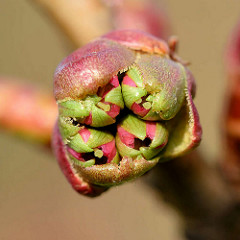 Leicht geöffnete Knospe einer Japanischen Zierkirsche / Japanische Blütenkirsche, Prunus serrulata.