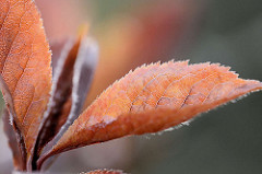 Rotes junges Laub der Blutpflaume / Kirschpflaume (Prunus cerasifera)