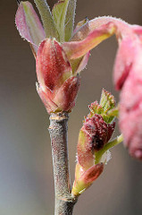 Macrofoto von Knospen der Blut-Johannisbeere, Ribes saguineum - frühblühender Zierstrauch, erreicht eine Höhe von ca. 2 m.