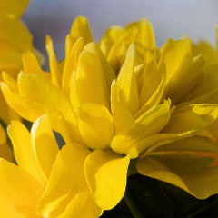 Gelbe Blüte eines Ranunkelstrauchs - Goldröschen.