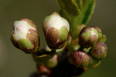 Blütenknospen von einem Kirschbaum.