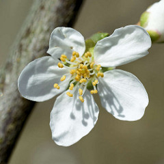 Weisse Blüte / Kronblätter, Petalien eines Pflaumenbaumes - gelbe Staubblätter, Stamina - Fruchtblätter, Karpelle.