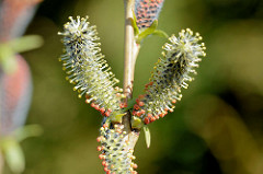 Macro von Blüten einer Purpur-Weide, Salix purpurea; wertvolle Weide für Wildbienen; purpurfarber Staubbeutel.