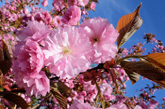 Blühende Japanische Zierkirsche / Japanische Blütenkirsche, Prunus serrulata.
