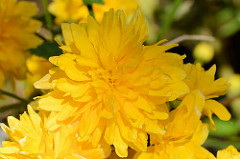 Gelbe Blüten des Ranunkelstrauchs - Goldröschen.