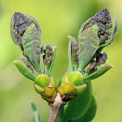 Knospen vom Gemeinen Flieder (Syringa-vulgaris-Hybride)