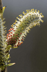 Macro einer Blüte von einer Purpur-Weide, Salix purpurea; wertvolle Weide für Wildbienen; purpurfarber Staubbeutel.