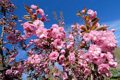 Blühende Japanische Zierkirsche / Japanische Blütenkirsche, Prunus serrulata.