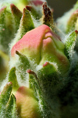 Blütenknospe eines Apfelbaums / Malus.