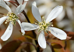 Geöffnete Blüten der Felsenbirne / Amelanchier; Zierstrauch - Baum mit vitaminreichen Wildfrüchten.