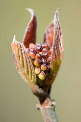 Knospe der rotblättrigen Haselnuss / Corylus avellana; Zierstrauch, Höhe ca. 5 m. -