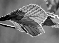 Junge Blätter einer Blutbuche / Fagus sylvatica f. purpurea auch Purpurbuche genannt - Schwarz Weiss Macro Aufnahme im Gegenlicht.