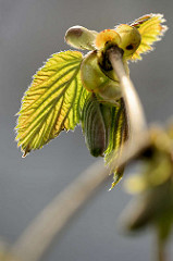 Junge Blätter vom Haselnussstrauch - Gemeine Hasel, Corylus avellana; erreicht eine Höhe von ca. 6 m.