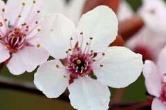 Rosafarbene Blüten der Blutpflaume / Kirschpflaume (Prunus cerasifera)