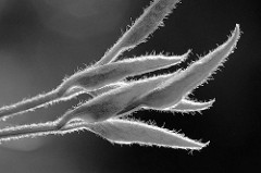 Junge Blätter vom Geissblatt / Lonicera, Macro - Schwarz Weiss.