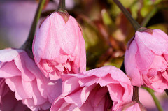 Blüten der Japanischen Zierkirsche / Japanische Blütenkirsche, Prunus serrulata.