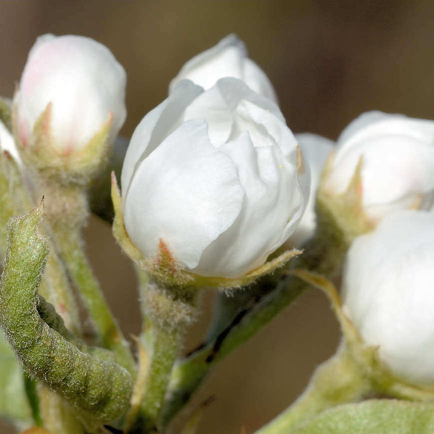 Foto „Blütenknospen eines Birnbaums / Pyrus.“