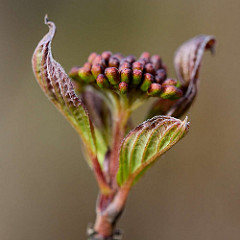 Junge Blätter und Blütenknospen vom Hartriegel (Cornus).