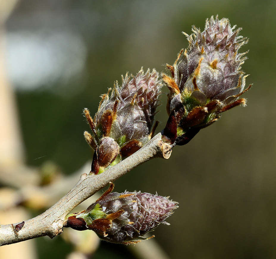 bildarchiv-hamburg.com: Foto Nahaufnahme von Knospen des Blauregens ( Wisteria), auch Wisterie, Wistarie, Glyzine.