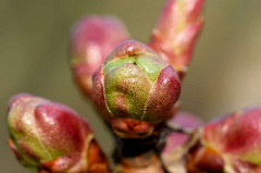 Geschlossene Knospen einer Japanischen Zierkirsche / Japanische Blütenkirsche, Prunus serrulata.
