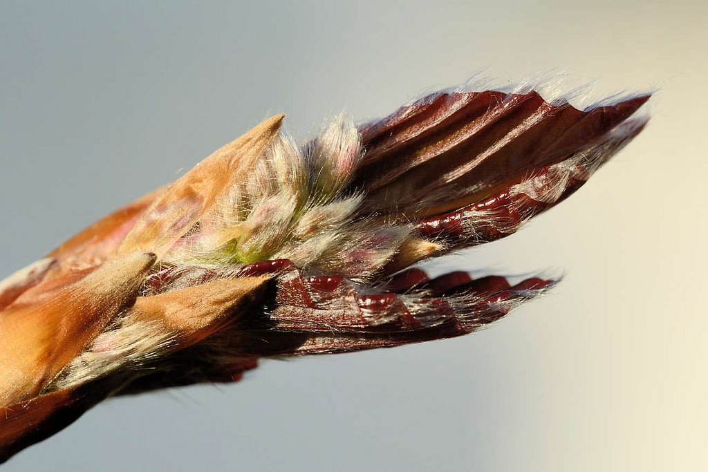 bildarchiv-hamburg.com: Foto Geffnete Blattknospe einer Blutbuche / Fagus  sylvatica f. purpurea auch Purpurbuche gennannt.