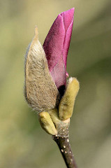 Knospe einer Magnolienblüte - die Magnolie (Magnolia) ist nach dem französischen Botaniker Pierre Magnol benannt; Ziergehölz.