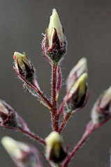 Knospen / Blütenstand - geschlossene Blüten der Felsenbirne / Amelanchier; Zierstrauch - Baum mit vitaminreichen Wildfrüchten.