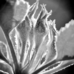 Blütenknospen eines Apfelbaumes - Malus; Gegenlichtaufnahme in Schwarz-Weiss.