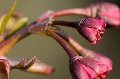 Leicht geöffnete Blütenknospen einer Japanischen Zierkirsche / Japanische Blütenkirsche, Prunus serrulata.