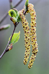 Blüten / Kätzchen und junge Blätter einer Birke / Betula; Makrofotografie.