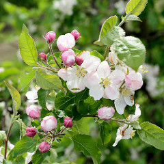 Apfelblüte im Alten Land - Europas größtem Obstanbaugebiet.