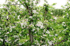 Apfelblüte im Alten Land - Europas größtem Obstanbaugebiet.